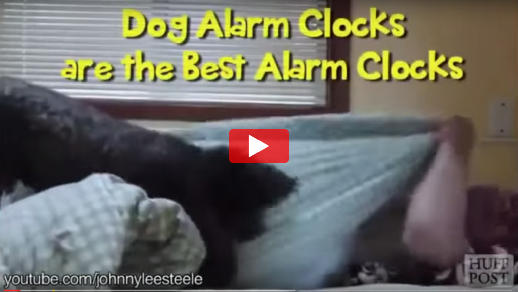 VIDEO Dog Alarm Clocks HappyCow