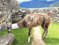 Vegan Peru